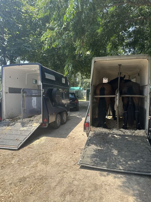 Transporte de cavalos