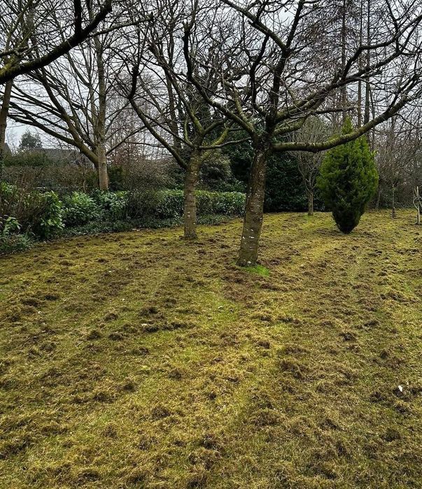 wycinką drzew   prace ogrodowe związane z wycinką drzew