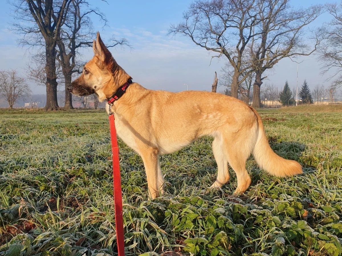 Joni do świadomej adopcji