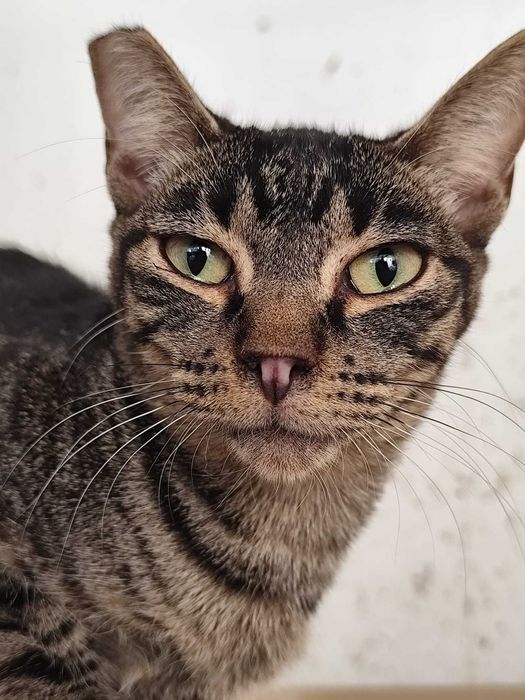 FUSCA (Fêmea, 1 Ano) Para Adoção