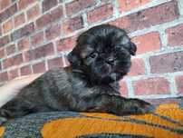 Shih-Tzu piesek brązowy
