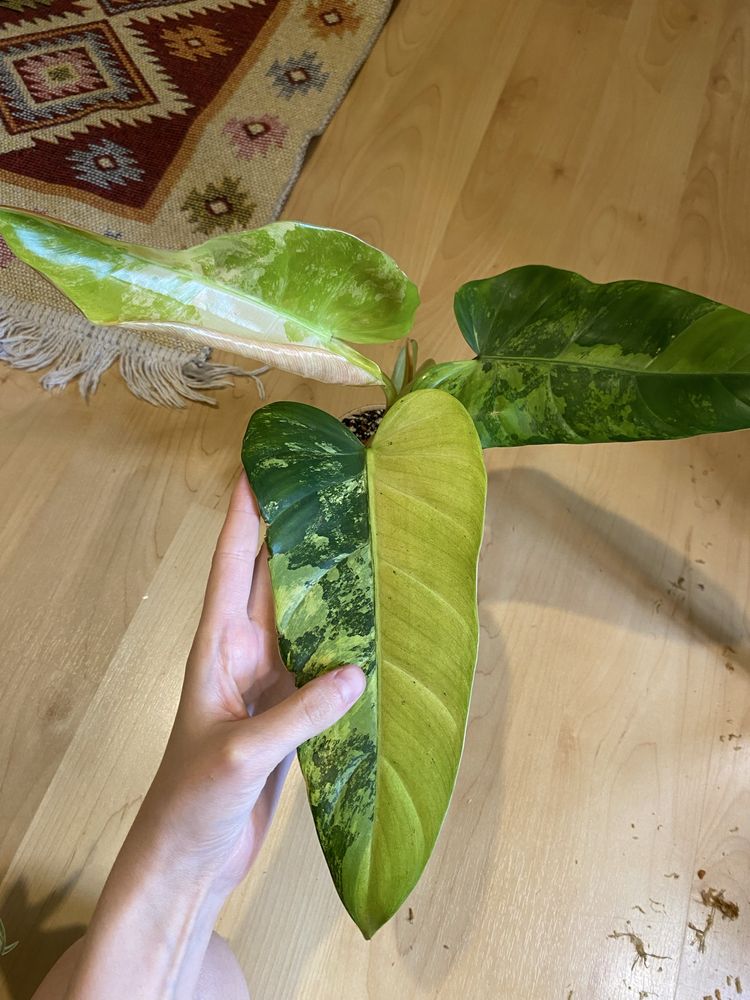 Philodendron whipple way variegata