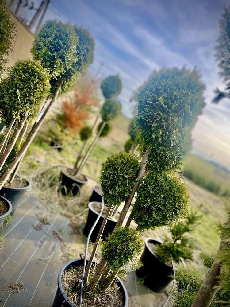 Bonsai Rosliny Formowane
