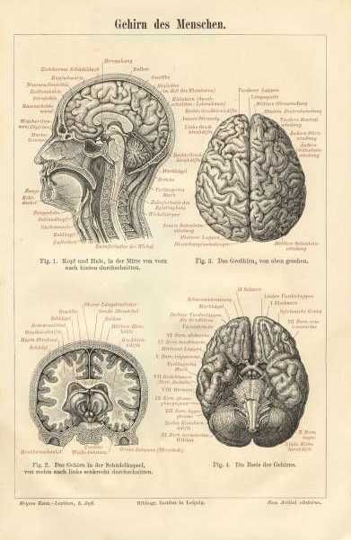 Mózg człowieka - Medycyna   oryginalna XIX w. grafika