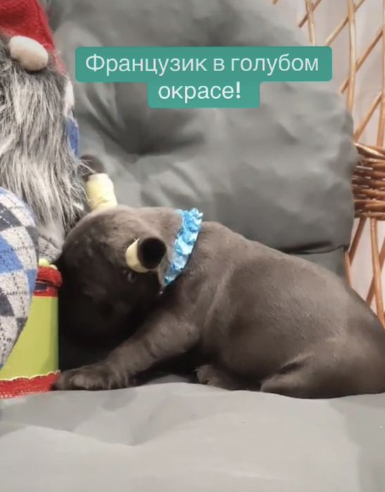 Чудо голубые глазки, голубой французик