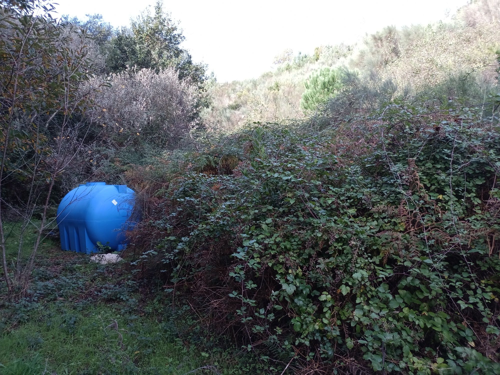 Limpezas de terrenos