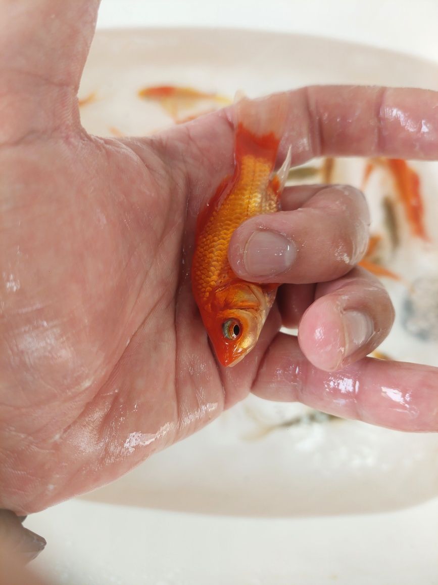 Peixe Cometa, Goldfish de Água Fria