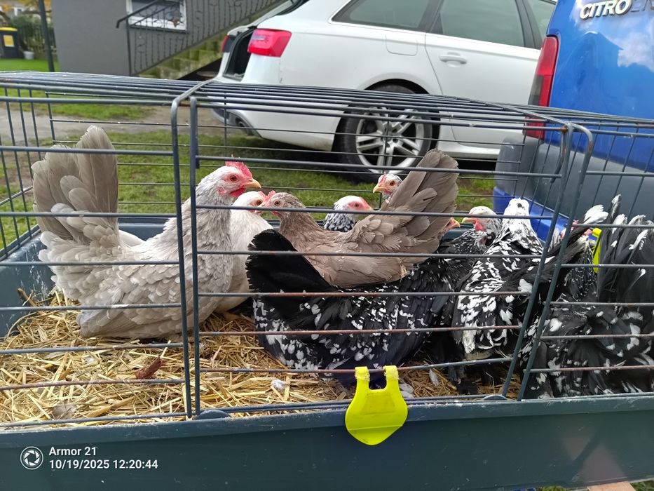 Chabo młode z 2025r