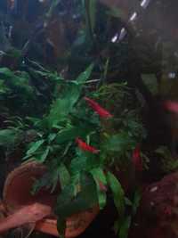 Krewetki Red Cherry ze swojego akwarium