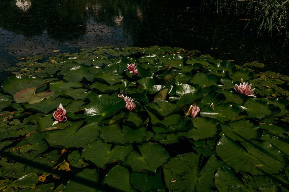 Domek całoroczny do wynajęcia nad wodą "Zacisze Olszyny"