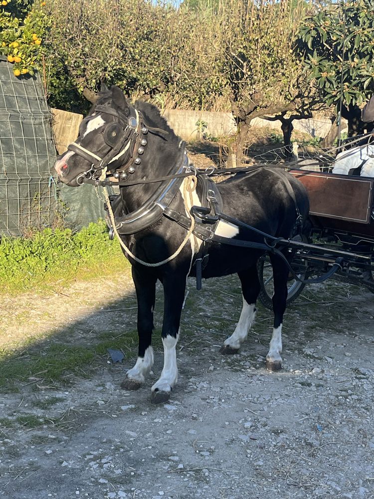 Ponei welsh montado e engatado