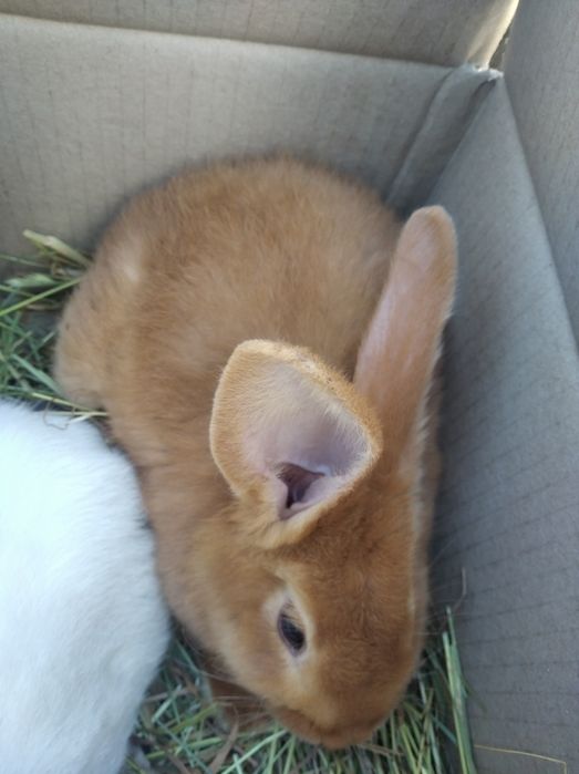 Продаю кроликів каліфорнійців і бургунців