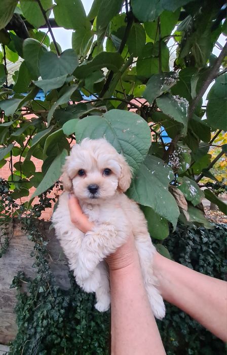 Мальтіпу хлопчик мальтіпу