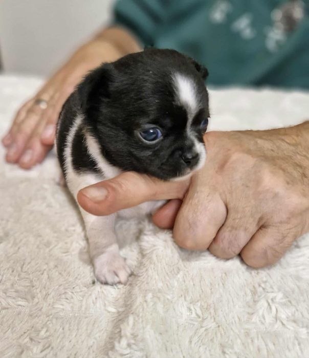 Chihuahua  drobniutka krótkowłosa Wiki