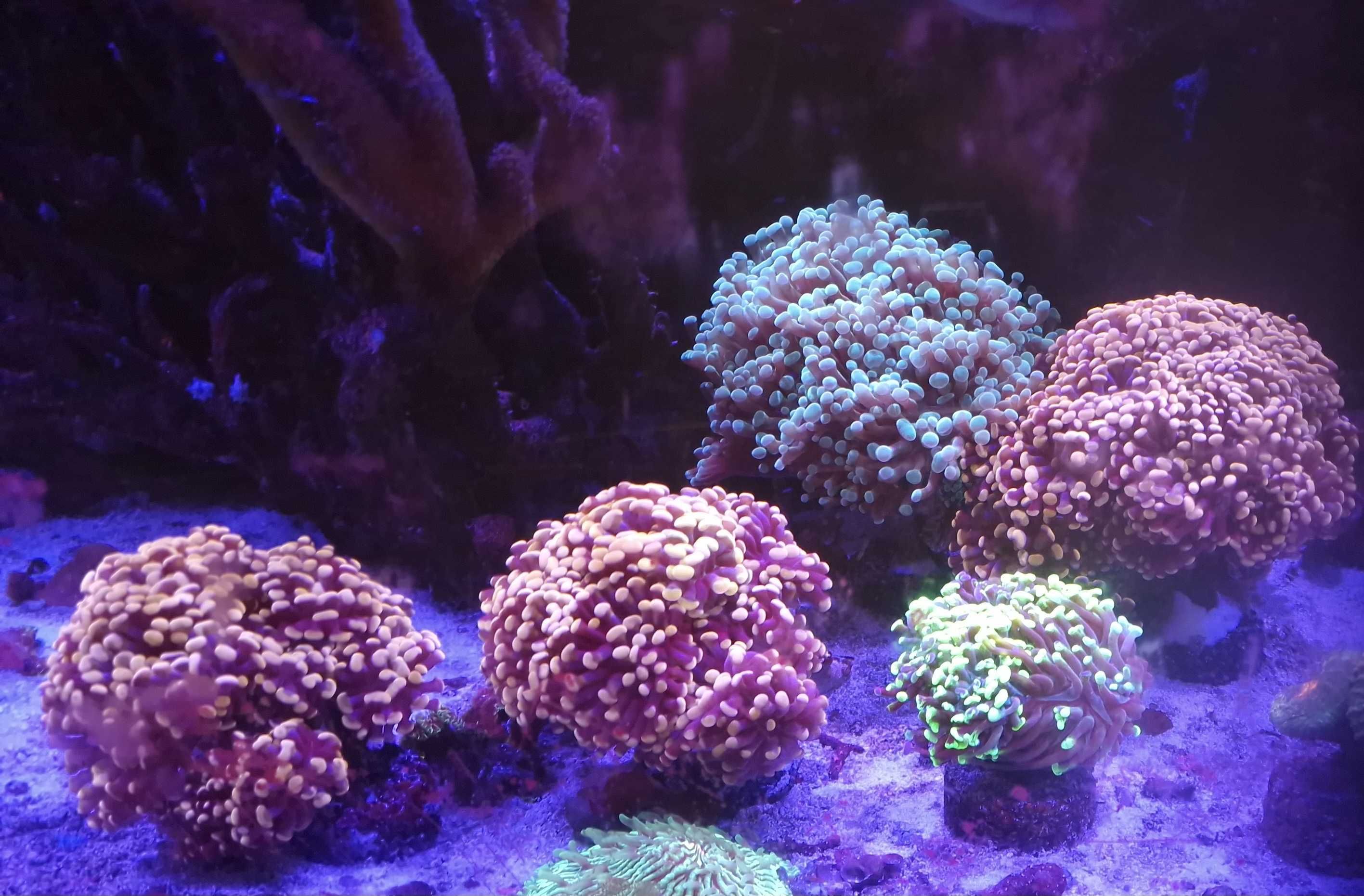Euphyllia paraancora duże - 10+ główek akwarium morskie likwidacja