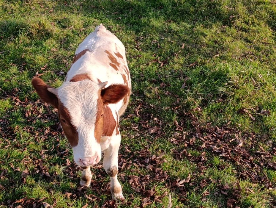 Бичок телятко теля