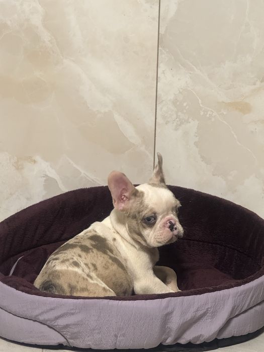 Неймовірна дівчинка з блакитними очима