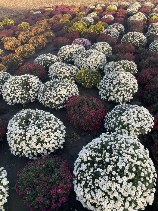 Chryzantemy tanio !!