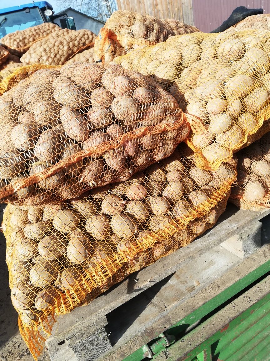 Ziemniaki czerwone belaroza wielkości sadzeniaka
