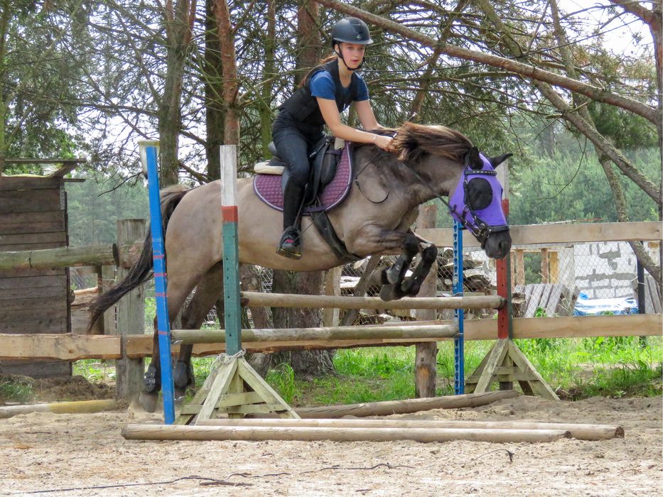 Klacz konik polski do ambitnej rekreacji lub małego sportu