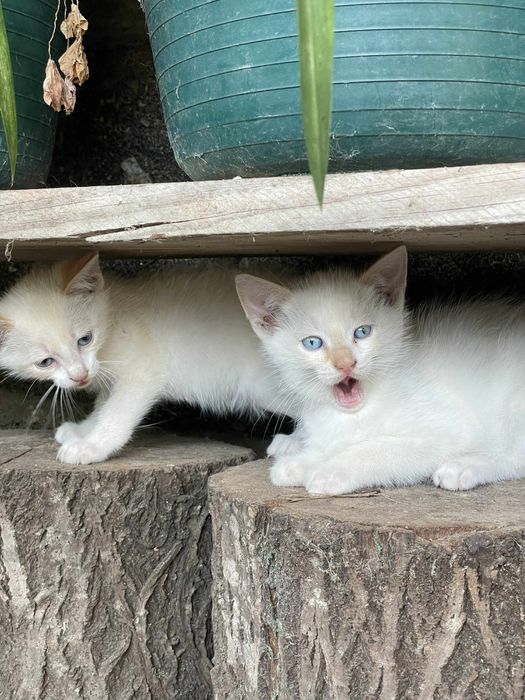 Gatinhos para adoçao responsavel