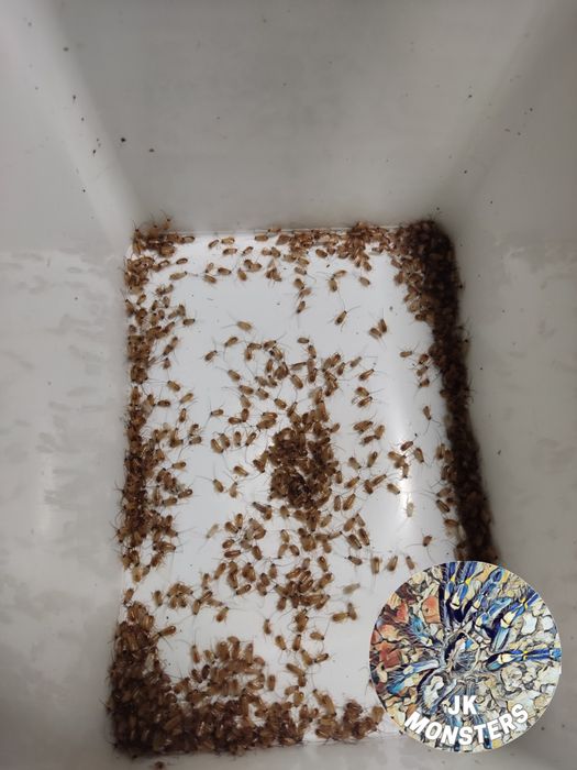 Muszki owocówki /karaczany/mączniki