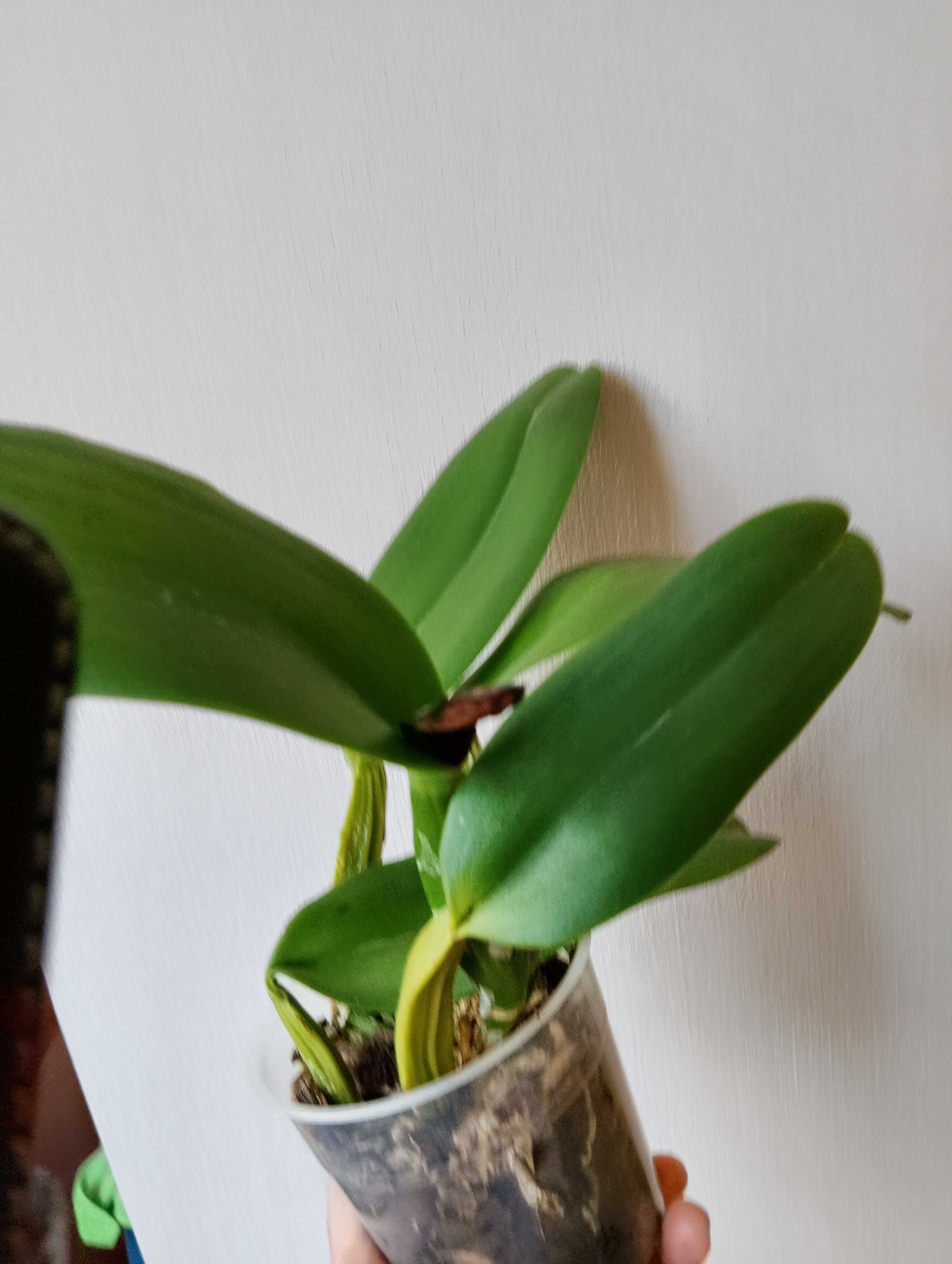 Орхидея Каттлея (Cattleya White with Red lip).