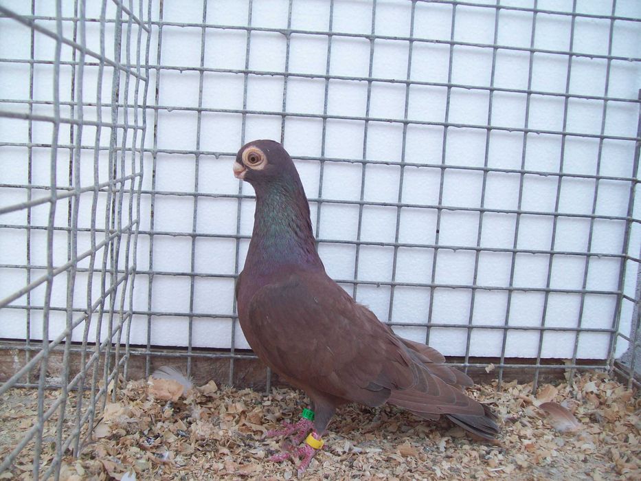 Brodawczak,brodawczaki