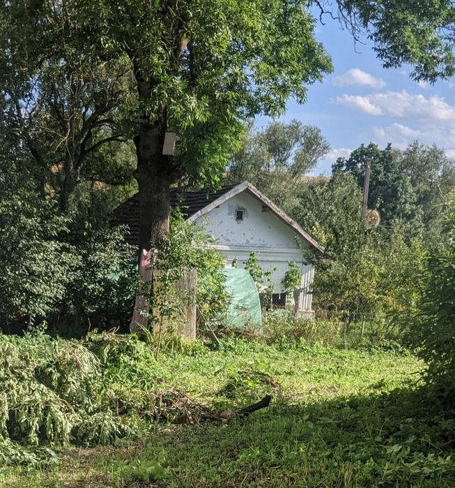Ясен дерево ясеня кругляк стовбур на дошки або на дрова. 
Маю 2 ясеня