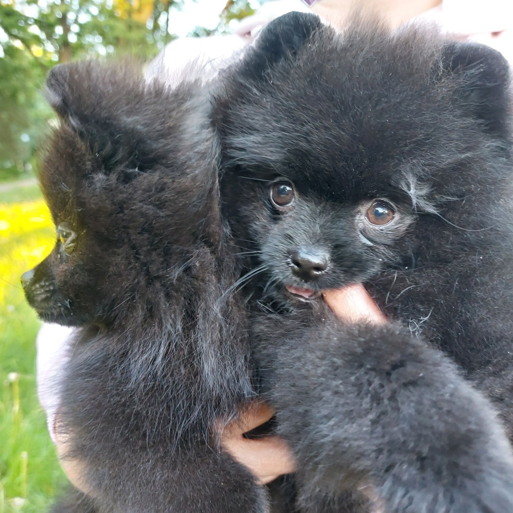 Pomeranian szpic miniaturowy