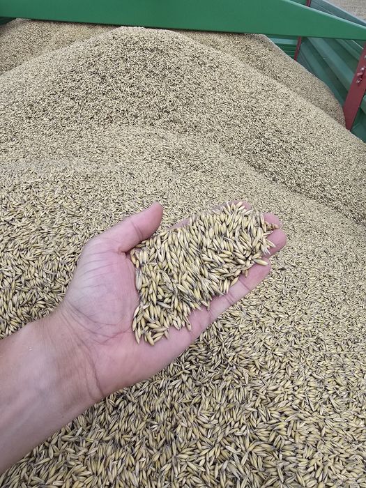 Owies ekologiczny z certyfikatem 300 ton