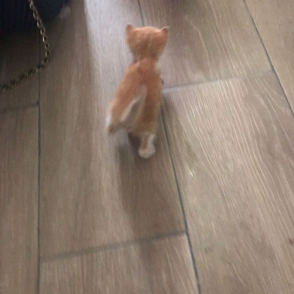 Gatinho bebe para adoção