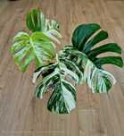 Monstera variegata cała roślina