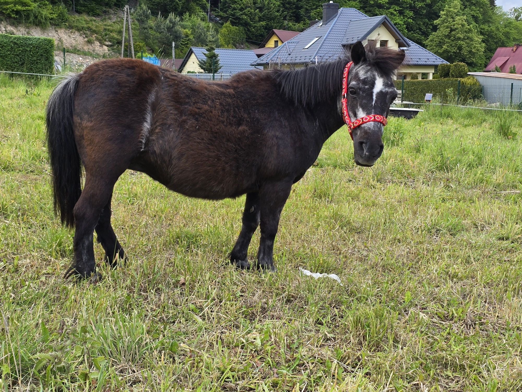 Klacz kucyk Okazja źrebna