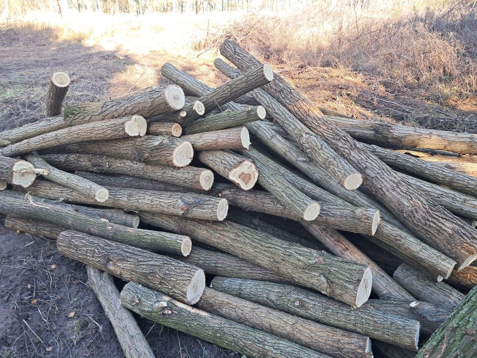 Drewno Akacja opałowa