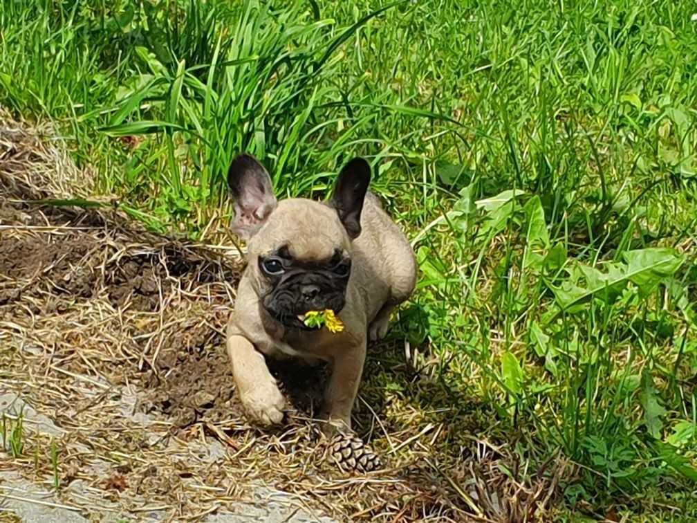 Buldog francuski FCI