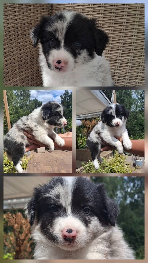 Border Collie chłopak po championie blue merle ZKwP