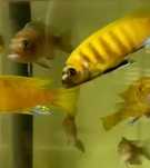 Gold kawanga  juvenil