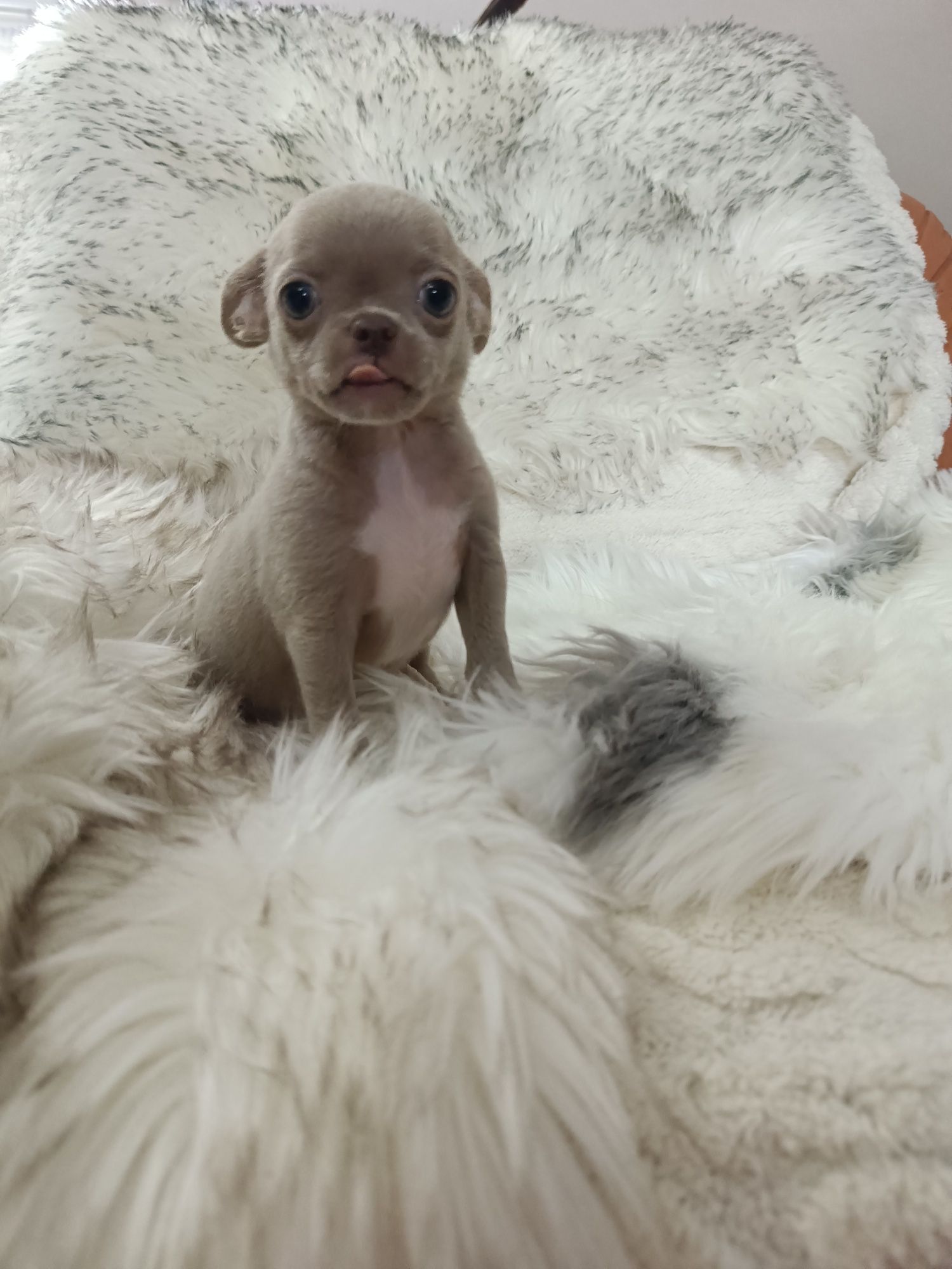 *** Gotowy do odbioru *** Śliczny Liliowy Chłopczyk Chihuahua ***