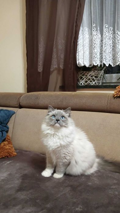 Cudowny Kocurek FPL Ragdoll