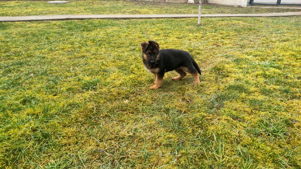 Продаються цуценята