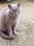 Gata Scottish Stright para dar