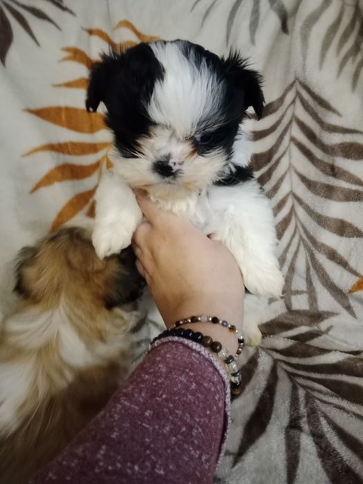 Hybryda maltańczyk i shih Tzu  malshi suczka