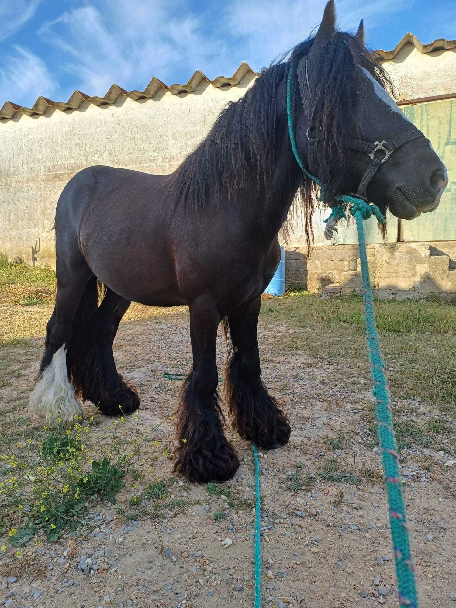 Vendo este Gypsy Vanner
