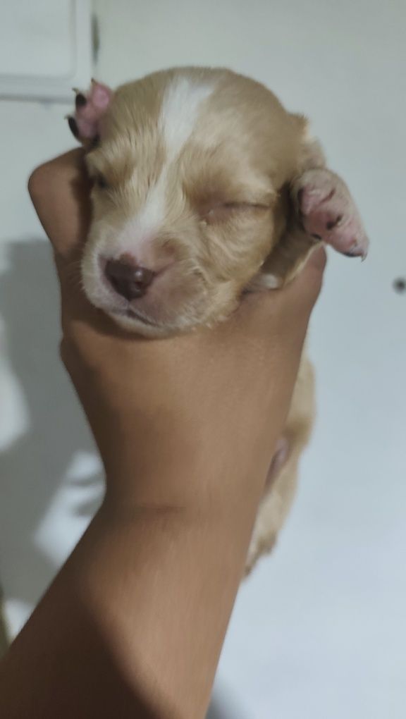 Animais para adoção
