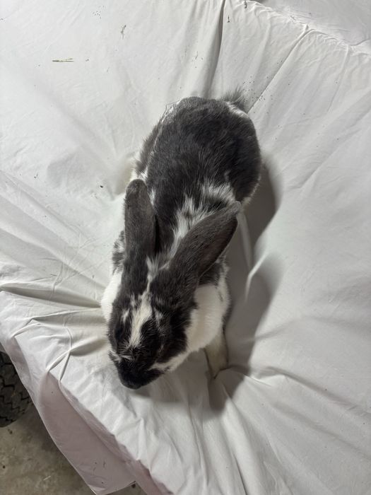 Samica królik króliki