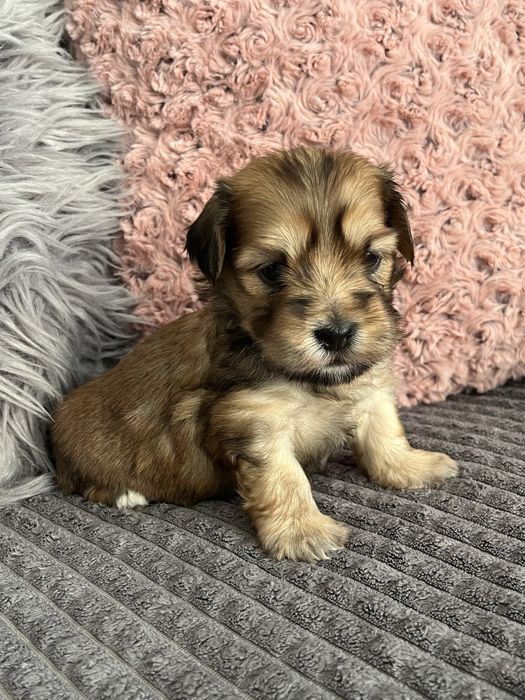 Hawanczyk piękny piesek!