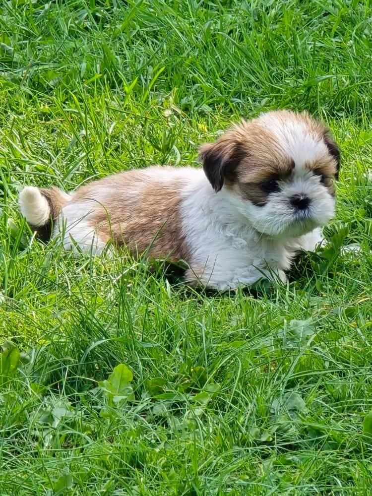 Śliczna suczka shih tzu
