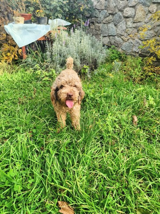 Кобель шоколадний мерле 2 роки в'яжучий з документами