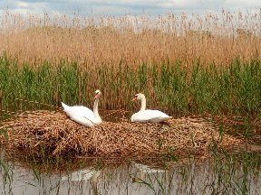 Pokoje, domek, nad Jeziorem Rajgrodzkim od 50zł